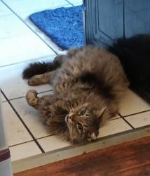 Lost Male Cat last seen belle grove and 5th avenue, Brooklyn Park, MD 21225