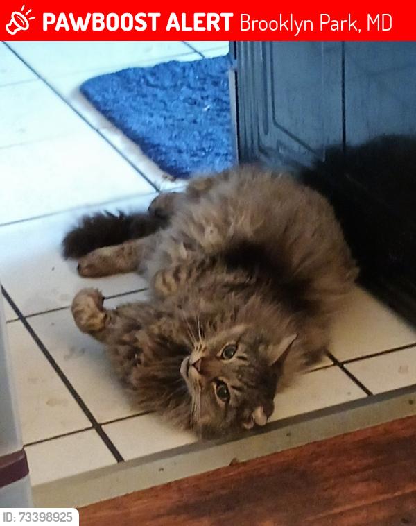 Lost Male Cat last seen belle grove and 5th avenue, Brooklyn Park, MD 21225