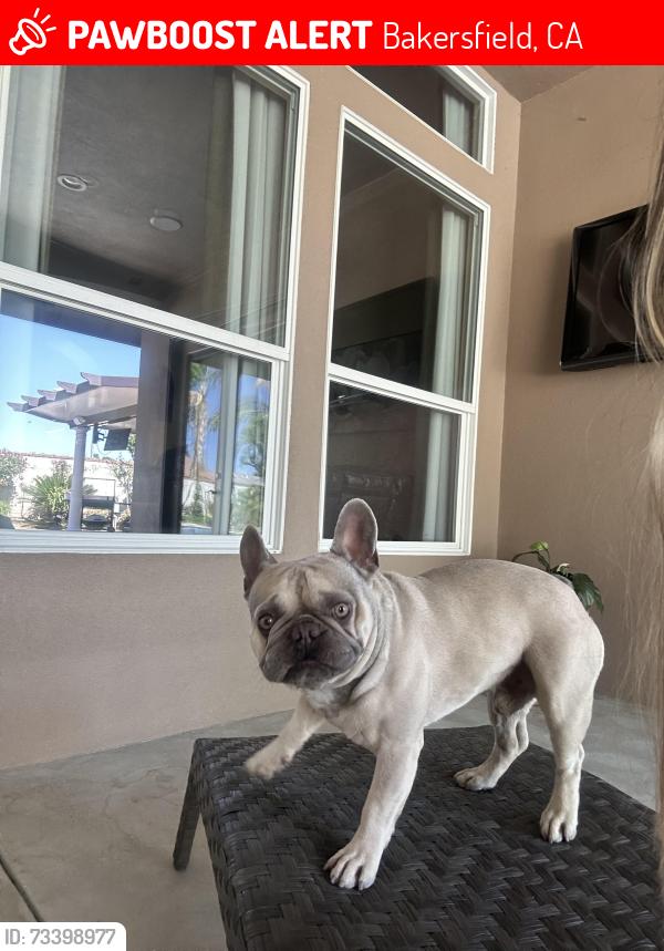 Lost Male Dog last seen Brimhall and allen, Bakersfield, CA 93312