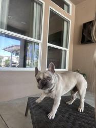 Lost Male Dog last seen Brimhall and allen, Bakersfield, CA 93312