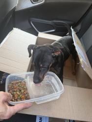Found/Stray Male Dog last seen Campus, Merced, CA 95340
