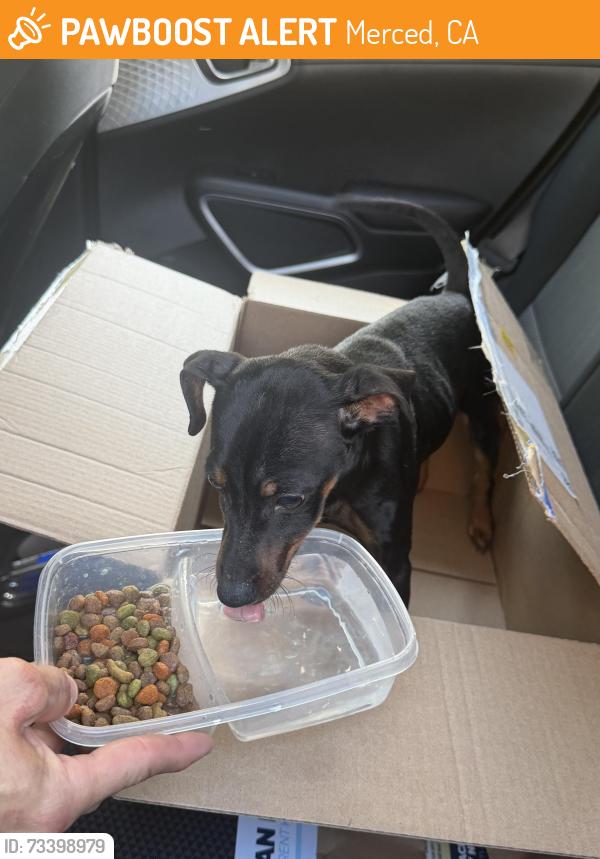 Found/Stray Male Dog last seen Campus, Merced, CA 95340