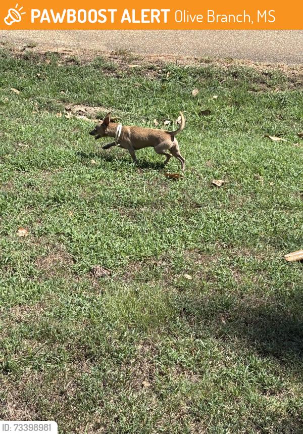 Found/Stray Male Dog last seen Woodland drive Maywood, Olive Branch, MS 38654