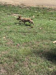 Found/Stray Male Dog last seen Woodland drive Maywood, Olive Branch, MS 38654