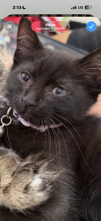 Lost Female Cat last seen Near Johnson St Lynn Ma, Lynn, MA 01902