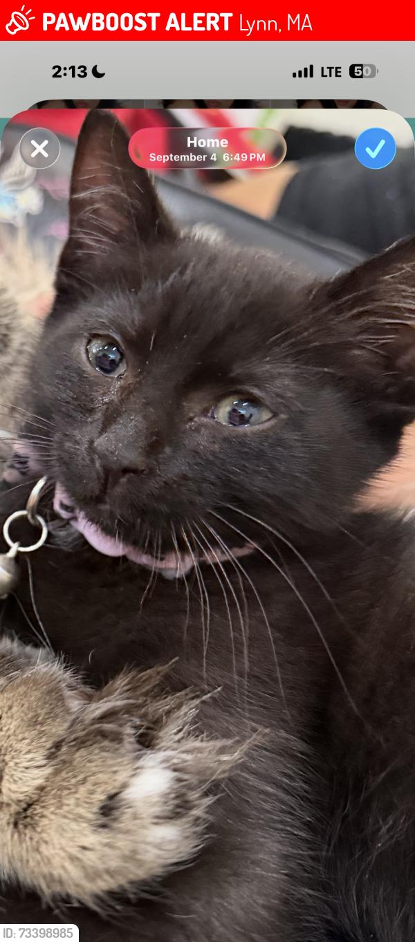 Lost Female Cat last seen Near Johnson St Lynn Ma, Lynn, MA 01902