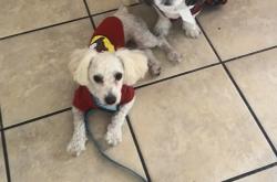 Lost Male Dog last seen Barjud and holt, Pomona, CA 91768