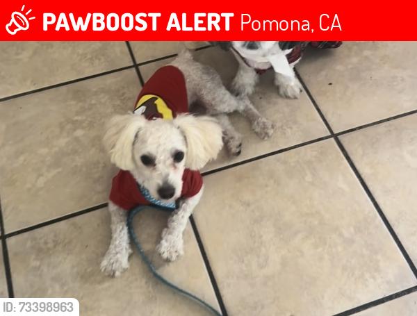 Lost Male Dog last seen Barjud and holt, Pomona, CA 91768