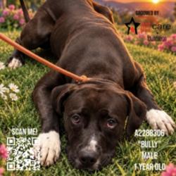 Shelter Stray Male Dog last seen , 3201 Lacy St, Los Angeles, CA 90031, USA