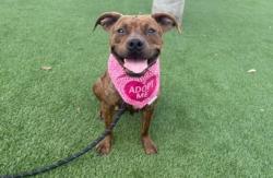 Shelter Stray Female Dog last seen , 3201 Lacy St, Los Angeles, CA 90031, USA
