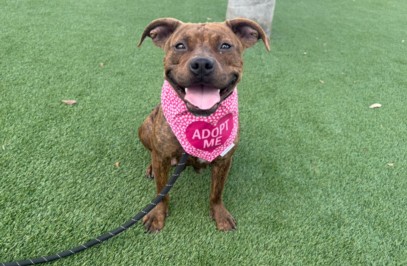 Shelter Stray Female Dog last seen , 3201 Lacy St, Los Angeles, CA 90031, USA
