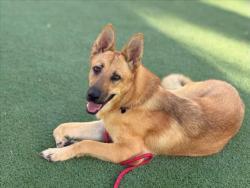Shelter Stray Female Dog last seen , 957 N Gaffey St, San Pedro, CA 90731, USA