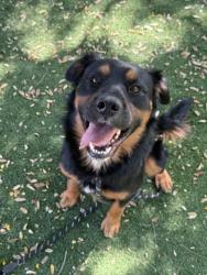 Shelter Stray Male Dog last seen , West Valley Animal Shelter, 20655 Plummer St, Chatsworth, CA 91311, USA