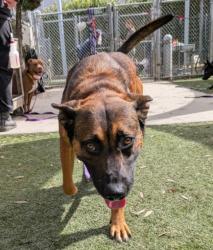 Shelter Stray Male Dog last seen , 1850 W 60th St, Los Angeles, CA 90047, USA