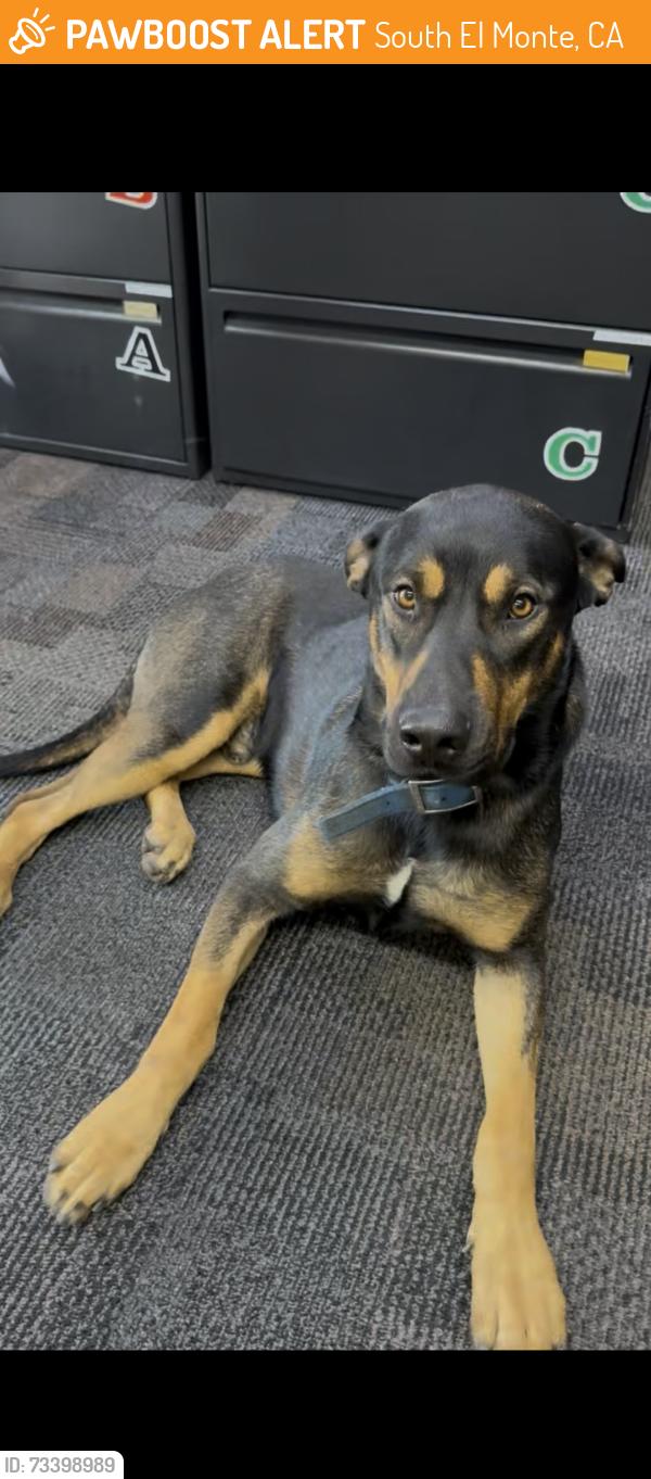 Found/Stray Male Dog last seen Fire station 90 on Rush St, South El Monte, CA 91733