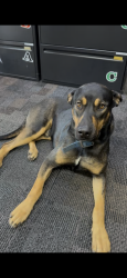Found/Stray Male Dog last seen Fire station 90 on Rush St, South El Monte, CA 91733