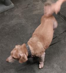 Shelter Stray Male Dog last seen , 1850 W 60th St, Los Angeles, CA 90047, USA