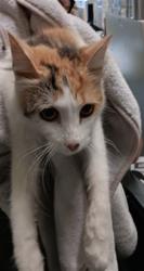 Shelter Stray Female Cat last seen , 1850 W 60th St, Los Angeles, CA 90047, USA