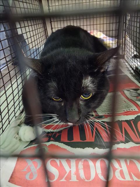 Shelter Stray Male Cat last seen , 1850 W 60th St, Los Angeles, CA 90047, USA