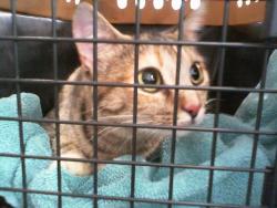 Shelter Stray Female Cat last seen CHARLOTTE, 8315 Byrum Dr, Charlotte, NC 28217, USA