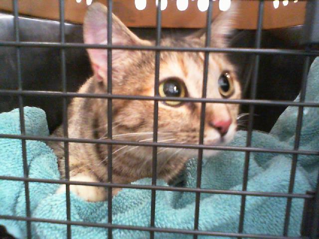 Shelter Stray Female Cat last seen CHARLOTTE, 8315 Byrum Dr, Charlotte, NC 28217, USA