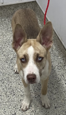 Shelter Stray Female Dog last seen Near BLOCK DWYER ST DETROIT, MI 48238, 7401 Chrysler Dr, Detroit, MI 48211, USA