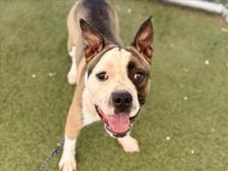 Shelter Stray Male Dog last seen , 11361 W Pico Blvd, Los Angeles, CA 90064, USA