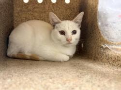 Shelter Stray Female Cat last seen Near BLOCK LA SIERRA AVE, RIVERSIDE, CA, 6851 Van Buren Boulevard, Jurupa Valley, CA 92509, USA