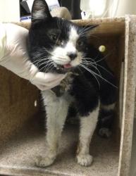 Shelter Stray Female Cat last seen Near BLOCK ARMSTRONG RD, JURUPA VALLEY CA 92509, 6851 Van Buren Boulevard, Jurupa Valley, CA 92509, USA