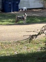 Found/Stray Unknown Dog last seen Woodland Drive Maywood, Olive Branch, MS 38654