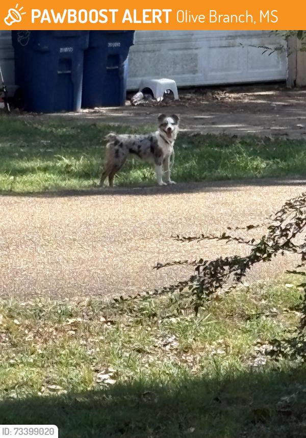 Found/Stray Unknown Dog last seen Woodland Drive Maywood, Olive Branch, MS 38654