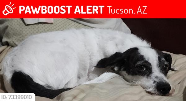Lost Male Dog last seen Alvernon and Grant, behind/East of the Tucson Botanical Gardens, Tucson, AZ 85712