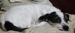 Lost Male Dog last seen Alvernon and Grant, behind/East of the Tucson Botanical Gardens, Tucson, AZ 85712