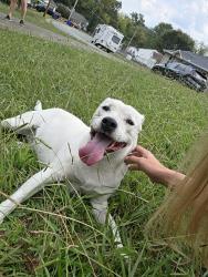 Found/Stray Female Dog last seen Athens Rd, Oak Ridge, TN 37830