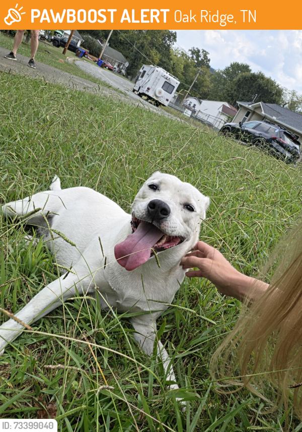 Found/Stray Female Dog last seen Athens Rd, Oak Ridge, TN 37830