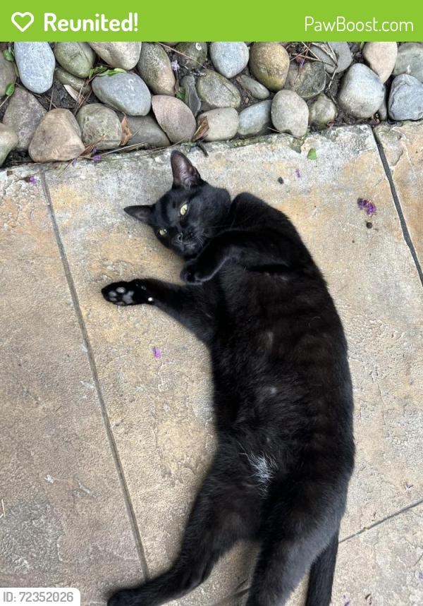 Reunited Male Cat last seen Military and 45th street, West Palm Beach, FL 33409