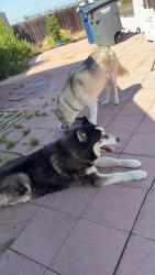 Reunited Male Dog last seen Near block Concepcion., Spring Valley, CA 91977