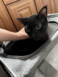 Found/Stray Male Cat last seen Japanese Community Center, Ashland, CA 94580