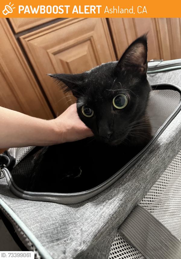Found/Stray Male Cat last seen Japanese Community Center, Ashland, CA 94580