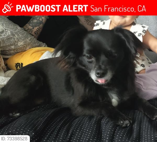 Lost Female Dog last seen Williar and Niagra, Balboa Park, San Francisco, San Francisco, CA 94118