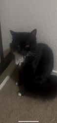 Lost Female Cat last seen Tenabo way, Sparks, NV 89434