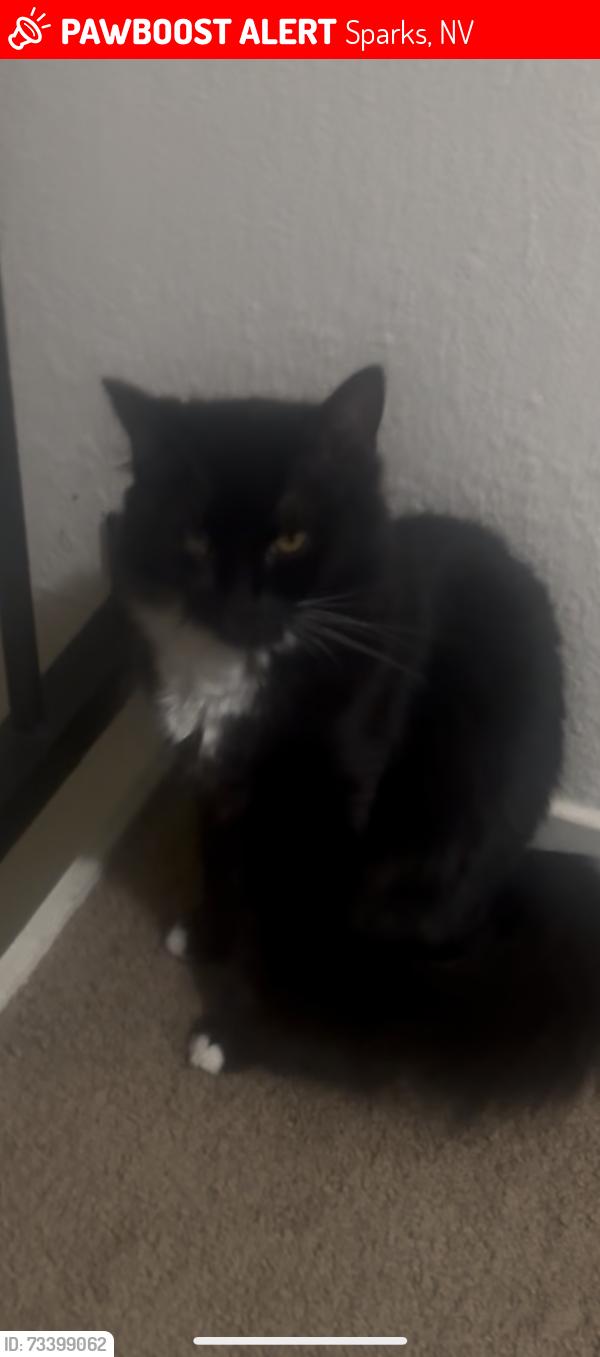 Lost Female Cat last seen Tenabo way, Sparks, NV 89434