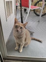 Lost Female Cat last seen First ave, San Diego, CA 92103