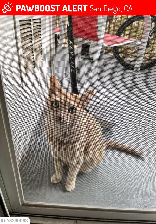 Lost Female Cat last seen First ave, San Diego, CA 92103