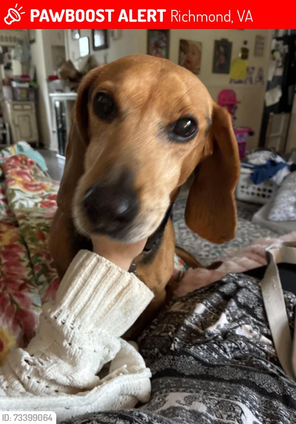 Lost Female Dog last seen Hicks road and mountain pine blvd, Richmond, VA 23235