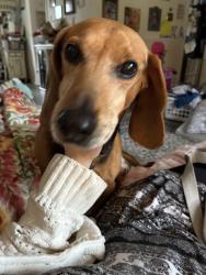 Lost Female Dog last seen Hicks road and mountain pine blvd, Richmond, VA 23235
