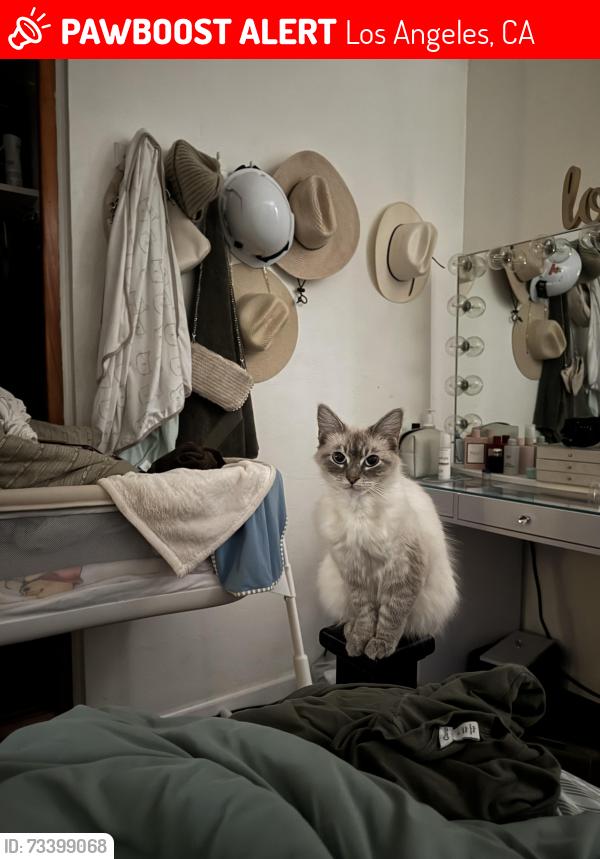 Lost Female Cat last seen Watts, Los Angeles, CA 90002