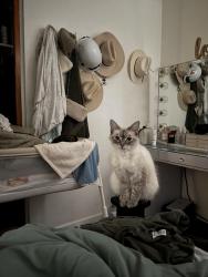 Lost Female Cat last seen Watts, Los Angeles, CA 90002