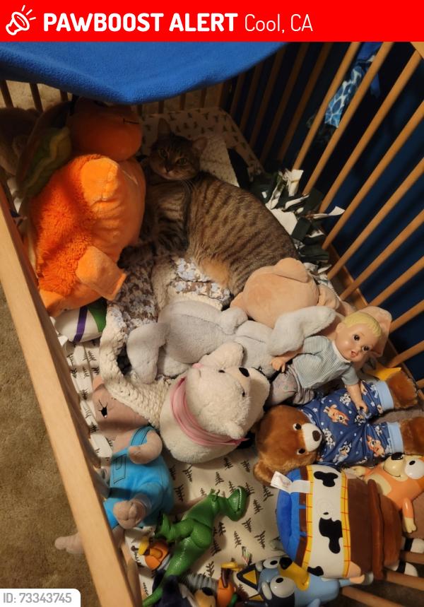 Lost Male Cat last seen Hidden Gold Trl and Hidden Gold Ct, Cool, CA, Cool, CA 95614
