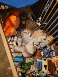 Lost Male Cat last seen Hidden Gold Trl and Hidden Gold Ct, Cool, CA, Cool, CA 95614